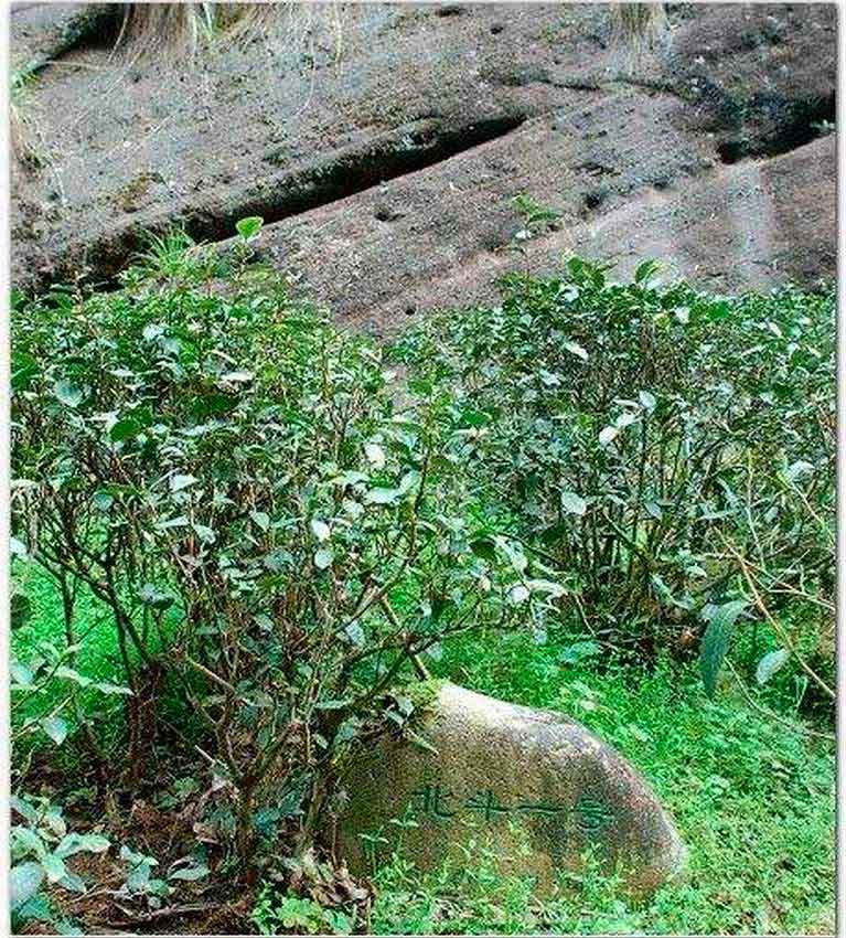 Бэй Доу – куст или место?